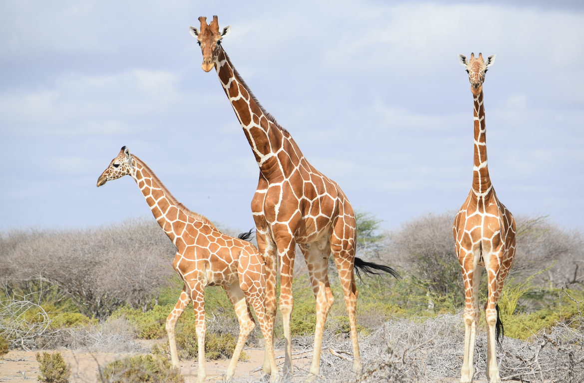 DierenPark Amersfoort Wildlife Fund