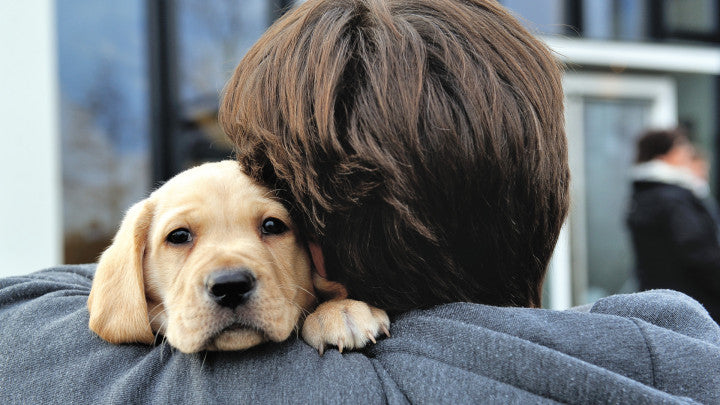 KNGF puppy