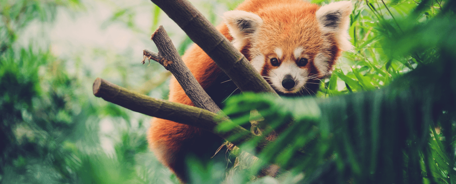 DierenPark Amersfoort Wildlife Fund