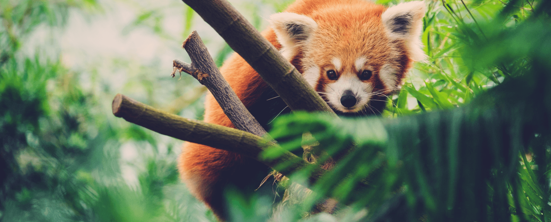 DierenPark Amersfoort Wildlife Fund