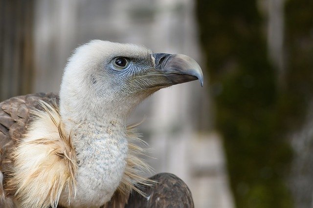 DierenPark Amersfoort Wildlife Fund