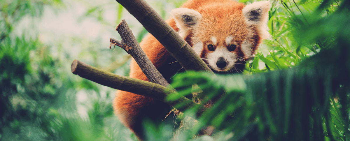 Wildlife Fund